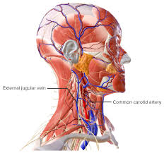 Image result for carotid artery