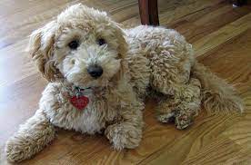 For the best experience, we recommend you upgrade to the latest version of chrome or safari. Bichpoo Dog Breed Health Temperament Grooming Feeding And Puppies Petguide