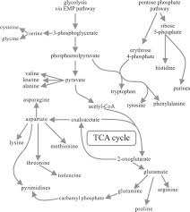 10 12 primary intermediary metabolism