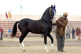 Maybe you would like to learn more about one of these? Pferde Kaufen Marwari Pferd Vereinigte Staaten Zucht Nicht Zum Verkauf Uno Grazioso