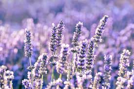 Plants, citronella candles, and other scents can help to keep mosquitoes away from your home or garden in the north and east bay. 10 Plants That Repel Bugs Herbs Shrubs Flowers Insects Hate