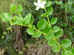 Image result for Carissa bispinosa