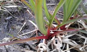 Image result for Juncus lomatophyllus