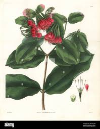 Image result for Combretum padoides