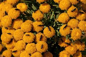 Image result for Phymaspermum