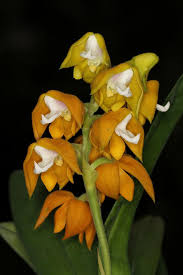 Image result for Polystachya campyloglossa