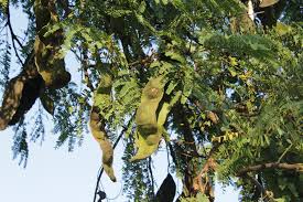 Image result for Entada abyssinica