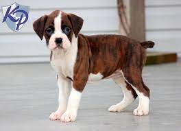 We did not find results for: Puppy Finder Find Buy A Dog Today By Using Our Petfinder Boxer Puppies Boxer Puppies For Sale White Boxer Puppies
