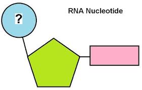 12 3 dna replication worksheet answers match problems. What Are The Base Pairing Rules For Dna Quizlet