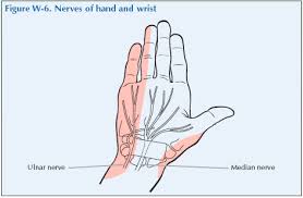 Image result for Normal Anatomic Position of the Hand and Wrist