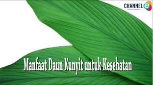 Gambar pembentukan daerah absisi daun. Manfaat Daun Kunyit Untuk Kesehatan Youtube