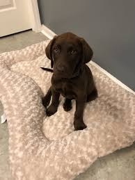 We own an 11 month old chocolate lab female and she is a wonderful family pet! Labrador Retriever Puppies For Sale Land O Lakes Fl 306461