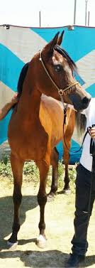 مستلزمات الفروسيه و الخيول العربيه Home Facebook