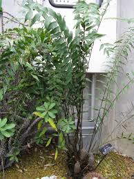 Image result for Summerhayesia zambesiaca