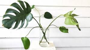 Moneywort, juga dikenal sebagai brahmi di kalangan herbalis, adalah tanaman akuarium yang mudah tumbuh sempurna untuk akuarium rumah air tawar. Jenis Tanaman Hias Dalam Air Yang Bisa Percantik Ruangan