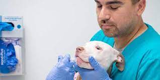 Thank you for visiting las vegas tiny chihuahua ! High Quality Low Cost Vet Clinic The Animal Foundation