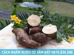 Cách ngâm rượu sâm đất và tác dụng mà rượu sâm đất mang lại