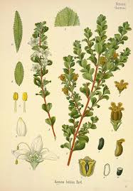 Image result for Buchnera usuiensis