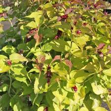Bird Of Paradise Plant Leaves Curling Inward Leycesteria Formosa Golden Lanterns Thompson Morgan Plants Large Plants Shrubs