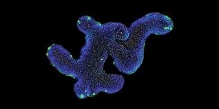 Organoid Research