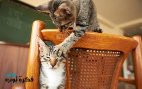 أجمل صور قطط مضحكة 2019 قطط حزينة روعة 5 Funny Cat Wallpaper Cat Wallpaper Funny Cats