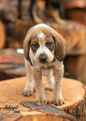 The bluetick has the classic pleading expression common to hounds, which makes them so appealing. View Ad Bluetick Coonhound Plott Hound Mix Dog For Adoption Near Wisconsin Ashland Usa Adn 890069