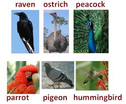 Random language or letter quiz. English Vocabulary Words Birds Espresso English