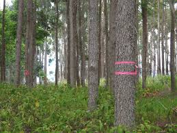 Image result for Eucalyptus cloeziana