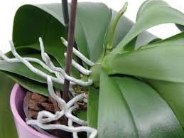 Orchids are plants that produce beautiful and unique flowers. How To Repot An Orchid With Lots Of Aerial Roots Plant Index