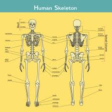 The bones are the framework of the body. The Human Skeleton Why Do We Have Bones Science Experiments For Kids