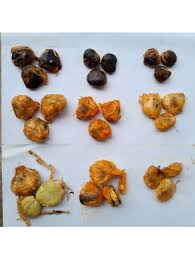 Image result for Telfairia occidentalis