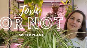 If your cat eats enough spider plant leaves they can have an upset stomach, vomiting, and diarrhea. Toxic Or Not Spider Plant And What To Do If Your Dog Or Cats Eats It Youtube