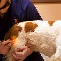 Herman has owned and operated the pet medical center of vero beach since 1987. Pet Medical Center Chatoak Granada Hills South 17659 Chatsworth St