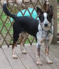 What does this mixed breed look and act like? Border Heeler Dog Breed Information And Pictures