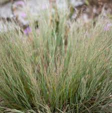 Image result for Schizachyrium