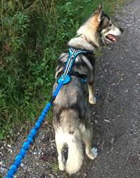 Obdachlose schlittenhunde finden trost beim schlittenfahren mit kindern. X Back Zuggeschirre Brustgeschirre Trekkinggeschirre Halsbander Leinen Packtaschen Hundemantel Pfotenschutz Bootis