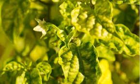 Maybe you would like to learn more about one of these? Mengapa Tanaman Cabe Daunnya Menguning Ini Cara Mengatasinya Ilmubudidaya Com