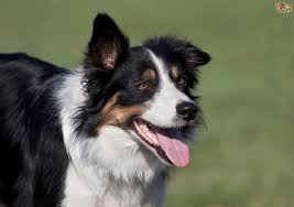 Check spelling or type a new query. The Intelligent Border Collie Pets4homes