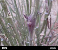 Image result for Kleinia longiflora
