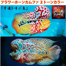 楽天市場】熱帯魚 フラワーホーン（観賞魚｜熱帯魚・アクアリウム）：ペット・ペットグッズの通販