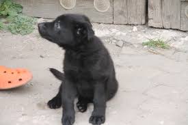 Weitere ideen zu schwarzer schäferhund, schäferhunde, schaefer. Schwarzer Schaderhund Welpe Rude 4 Graue Ddr Schaferhunde Mit Papiere Schaferhund