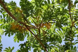 Image result for Hagenia abyssinica