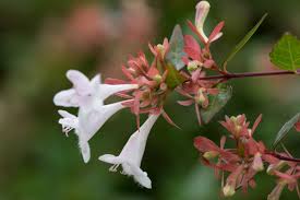Scopri la pianta di plumbago, detta anche gelsomino azzurro leggi i consigli su come coltivare e prendersi cura della plumbago una soffice nuvola azzurra, ecco come appare il plumbago, una pianta sempreverde, a portamento arbustivo e rampicante, dall'altissima capacità decorativa, Abelia Delicati Fiori A Trombetta Ottima Per Siepi Informali