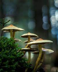 Tao De Ching On Instagram Psychedelics In Taoism Buddhism And Chinese Spirituality I Am Seeking Stuffed Mushrooms Magical Mushrooms Mushroom Pictures