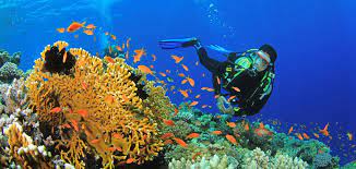 In this article, we dive deeper into the different age you also need to know all the rules in diving and how to be a safe diver. Under The Sea The Best Scuba Diving Destinations In California