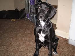 His mother was a dalmatian and his father a golden retriever. Dalmador Dalmatian Labrador Retriever Mix Puppies Info And Pictures