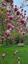 Image result for magnolia soulangeana