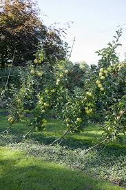 We also grow several suitable varieties as a cordon. Blog Pomona Fruits