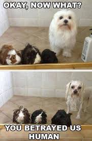 Pin On All Types Of Funny Pictures Funny Memes Funny Jokes