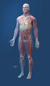 Zygote Solid 3d Male Collection Human Anatomy 3d Human Anatomy Human Body Anatomy